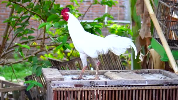 Rooster Crowing Looks Beautiful Morning — Stock Video