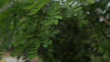 Trembesi ağacı yaprakları, gökyüzünü gösteren bir bakış açısıyla yakından görülüyor..