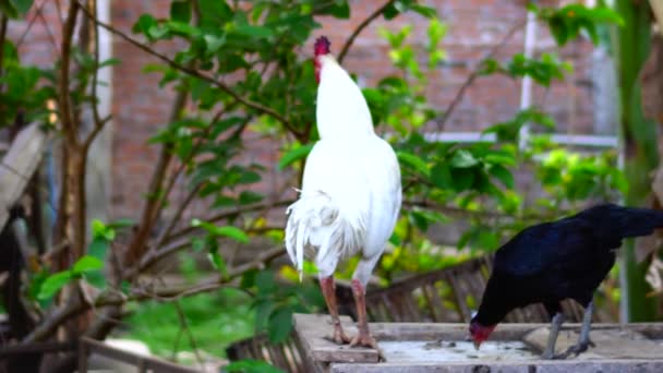 Ayam Berkokok Terlihat Indah Pagi Hari — Stok Video