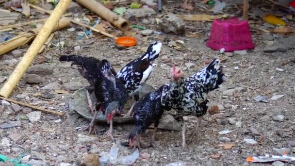 Dilihat Dari Jauh Ayam Ayam Sedang Makan Halaman Sebelah Rumah — Stok Video