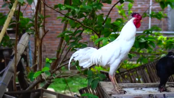 Rooster Crowing Looks Beautiful Morning — Stock Video