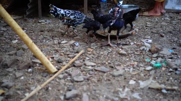 Από Μακριά Κότες Τρώνε Στην Αυλή Δίπλα Στο Σπίτι Του — Αρχείο Βίντεο