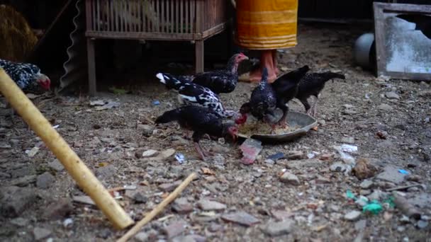 从远处看 小鸡在村民家旁边的院子里吃东西 — 图库视频影像