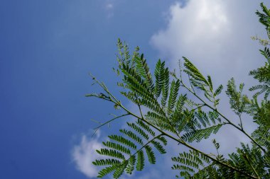 Çin Pete ağacının yaprakları mavi gökyüzündeki beyaz bulutların arka planında çok güzel görünüyor. 