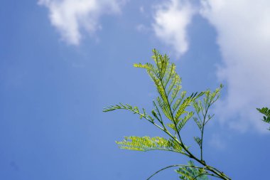 Çin Pete ağacının yaprakları mavi gökyüzündeki beyaz bulutların arka planında çok güzel görünüyor. 