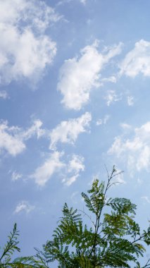Çin Pete ağacının yaprakları mavi gökyüzündeki beyaz bulutların arka planında çok güzel görünüyor. 