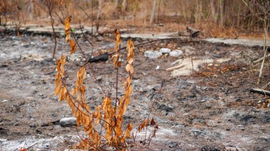 Kurumuş bitkilerin yakın plan görüntüsü yanan küllerin arka planına karşı 