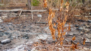 Kurumuş bitkilerin yakın plan görüntüsü yanan küllerin arka planına karşı 