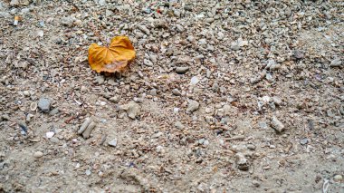 Kumsalda düşen amber ağacı yapraklarının üst görüntüsü. 