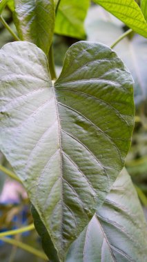 Güzel yapraklı yabani lahana bitkisinin manzarasını kapat. 