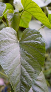 Güzel yapraklı yabani lahana bitkisinin manzarasını kapat. 