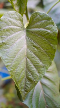 Güzel yapraklı yabani lahana bitkisinin manzarasını kapat. 