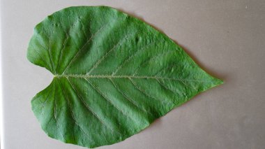 Masadaki yabani lahana çiçeklerinin yakın plan görüntüsü. 