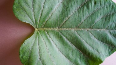 Masadaki yabani lahana çiçeklerinin yakın plan görüntüsü. 