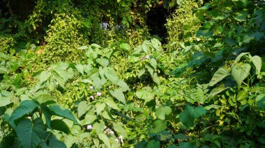 Gün boyunca gün ışığında çalıların yakın görüntüsü 