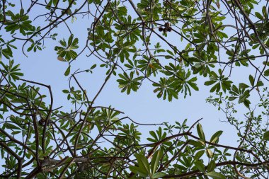 Gökyüzüne bakan bir ağaç dalının alt görünümü 