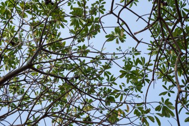 Gökyüzüne bakan bir ağaç dalının alt görünümü 