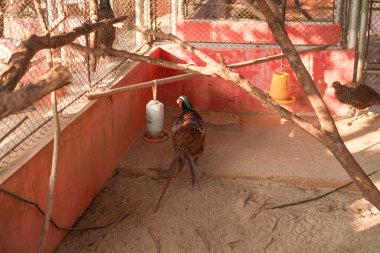 Kafesteki kırmızı halka boyunlu sülün tavuğunun güzel görünüşü..