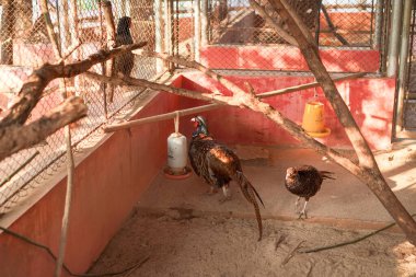 Kafesteki kırmızı halka boyunlu sülün tavuğunun güzel görünüşü..