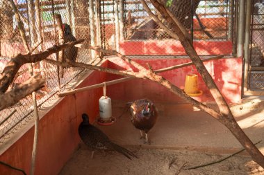 Kafesteki kırmızı halka boyunlu sülün tavuğunun güzel görünüşü..
