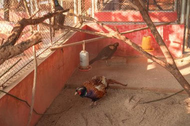 Kafesteki kırmızı halka boyunlu sülün tavuğunun güzel görünüşü..