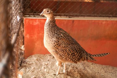 Kafesteki dişi altın sülün kuşunun yakın plan görüntüsü. 