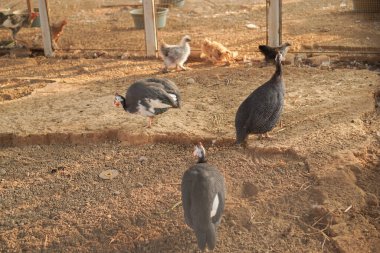 Tutsak tavus kuşlarının güzel görünüşü. 