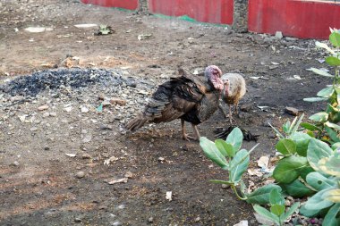 Kafeste yemek arayan bir hindinin güzel görüntüsü. 