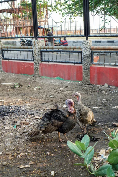 stock image The beautiful appearance of a turkey in a cage looking for food 