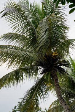 Hindistan cevizi ağacının gökyüzüne bakan alt görüntüsü 