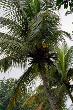 Hindistan cevizi ağacının gökyüzüne bakan alt görüntüsü 