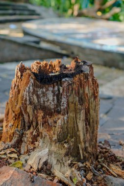 Kökleri hala yerde olan kesilmiş bir ağaç gövdesinin yakın görüntüsü 