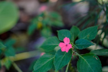 Pembe çiçeklerin yakın plan görüntüsü