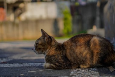 Uyandıktan sonra yüzünde bir ifadeyle oturan bir kedinin resmini çek.