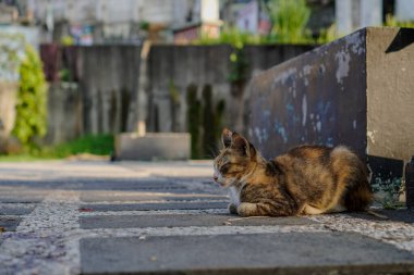 Uyandıktan sonra yüzünde bir ifadeyle oturan bir kedinin resmini çek.