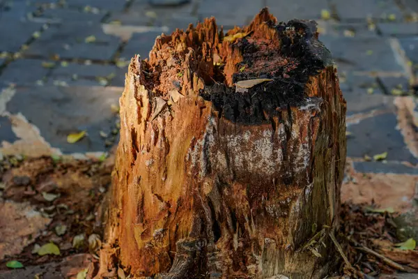 Close-up view of a cut tree trunk with roots still in the ground