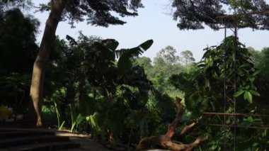 Pondok Are, Güney Tangerang, 19 Aralık 2023 - rüzgarda süzülen gölgeli ağaçların olduğu bir çiftliğin atmosferi.