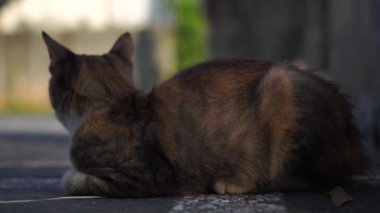 Uyandıktan sonra yüzünde bir ifadeyle oturan bir kedinin resmini çek. 
