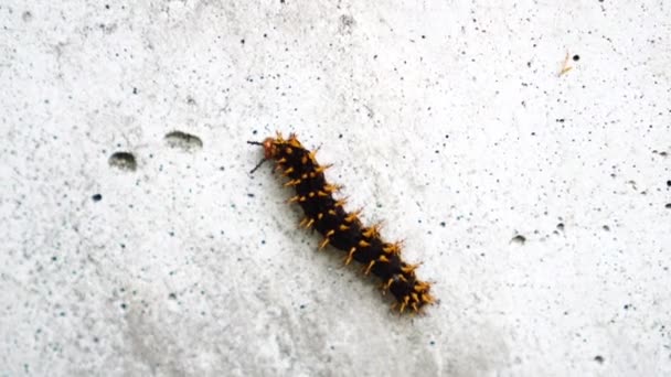 一只有毒的毛毛虫沿着磨损的白墙行走时的特写 — 图库视频影像