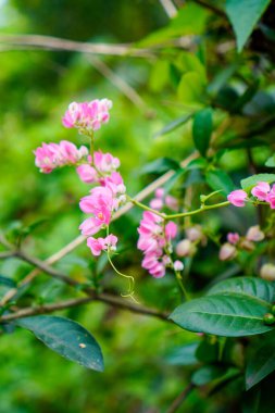 Yakın görüşlü pembe gözyaşı çiçeği 