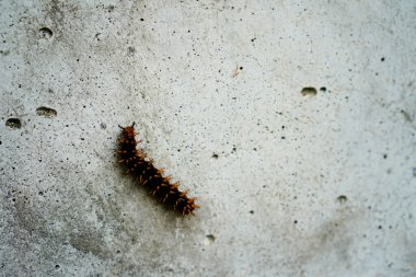 Tırtıllar yıpranmış duvarlarda yürüyor. 