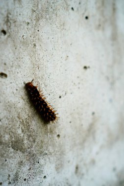 Tırtıllar yıpranmış duvarlarda yürüyor. 