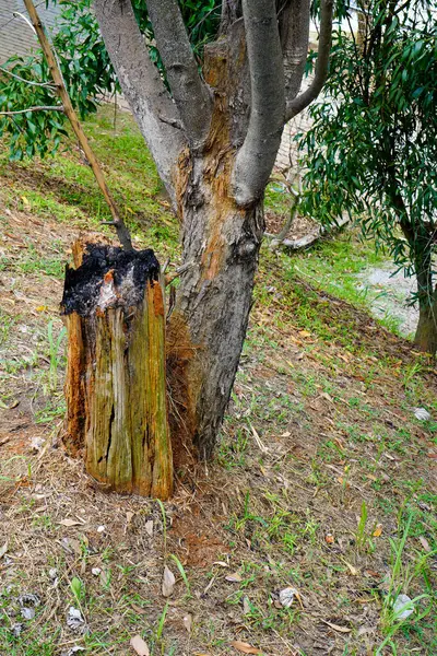 A burnt tree in the garden after a strong fire in the spring.