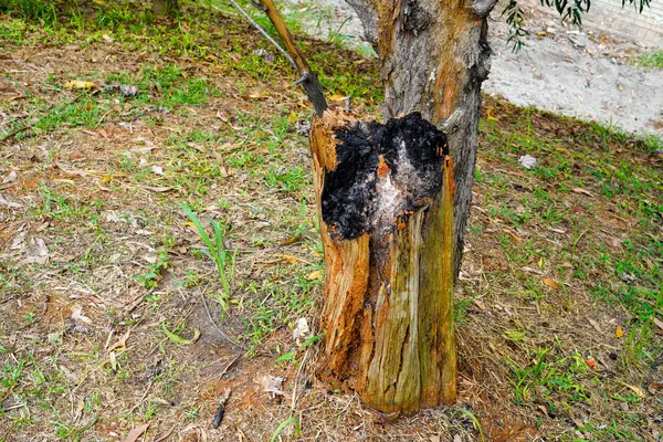 A burnt tree in the garden after a strong fire in the spring.