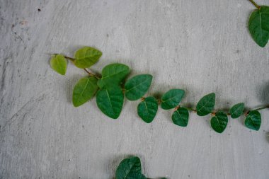 Duvarda sürünen bitkilerin yakın görüntüsü..