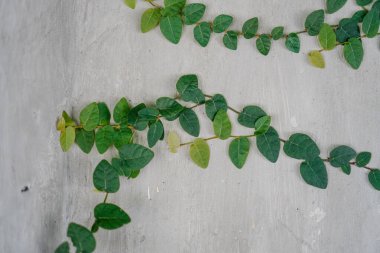 Duvarda sürünen bitkilerin yakın görüntüsü..