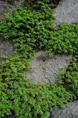 Binanın taş duvarlarındaki boşluklar arasında büyüyen çimlerin yakın görüntüsü.