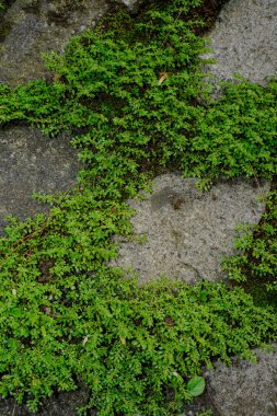 Binanın taş duvarlarındaki boşluklar arasında büyüyen çimlerin yakın görüntüsü.