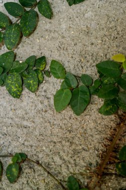 Duvarlar boyunca büyüyen güzel yeşil bitki arkaplan dokusu.