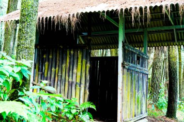 Batı Cava 'daki Bogor ormanındaki bir kulübede Kat görüldü..